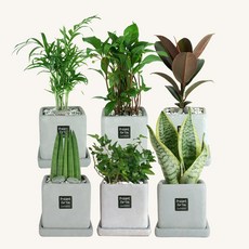 플랜트스토리 실내공기정화식물 스페셜그레이 소형 6종 화분 세트, 1개