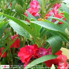 플러브 봉선화, 1개