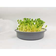 제이에스JS 콩나물 재배기 & 전자렌지용 찜기 / (1+1)주문 옵션선택시 7900원, 화이트(투명뚜껑) 1개, 2개