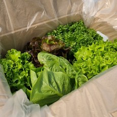 프리미엄 유러피안 샐러드 믹스 100% 국내산 무농약 농장직송, 600g, 600g, 1