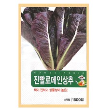 진빨로메인 상추 씨앗 (합 4500립) 상추종자, 3개