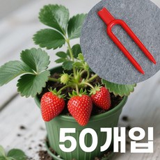 식물줄기 고정핀 지지대 집게 딸기런너핀 고정용 흔들림방지, 50개