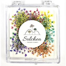 압화 생화네일아트 국산 아미초플라워 종합셑(10가지색) 20p솔체압화, 1개