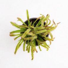 갑조네 긴잎끈끈이주걱(소품), 4개