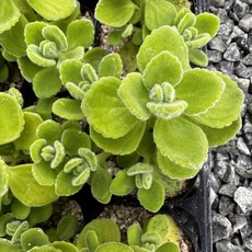 올식스 장미허브 S 다육식물 홈가드닝 플랜테리어 향기허브, 단일, 1개