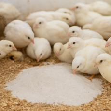 병아리 미니 메추리 칼슘 소화 모래 베딩 바닥재 영양 섭취 보충제, 1개, 500g