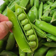 [첫출하특가] 완두콩 국내산 햇 완두콩 껍질 완두콩, 1박스, 2kg