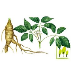 인삼 (Ginseng F.O)프래그런스오일, 10ml, 1개