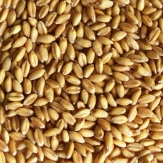 胡蘿蔔造型貓草水培盒 無土種植分層設計 附小麥草種子, 50g, 1套, 小麥種子1份