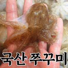 [태안 신진도 생물] 봄주꾸미 활주꾸미 알 쭈꾸미, 1개, 3kg