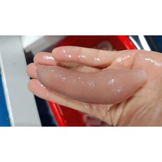 당일조업 국내산 참개불 명지개불 횟감용, 1박스, 횟감용 참개불 10미(소)