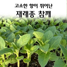 [모종심는아빠] 고소한 향이 뛰어난 재래종참깨 조선참깨모종128구, 1개