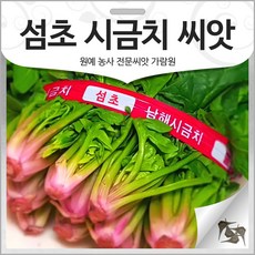 섬초 시금치 씨앗 월동 시금치 종자 비금도 동초 토종 재래종 20g, 1개
