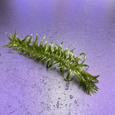 [ 365수족관 ] 토종수초 검정말 / 아나카리스 [3촉], 1개