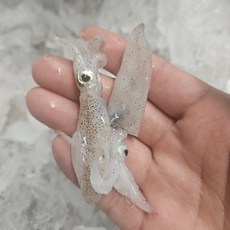 하이호래기 남해안 자연산 호래기 꼴뚜기 제철 횟감 호레기, 1개, 생물 호래기 500g (60마리 내외)