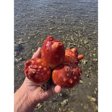 국내산 통영 통멍게(활멍게), 1개, 특품 1kg