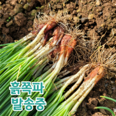 국내산 통영 쪽파 흙쪽파 산지직송, 1박스, 1kg