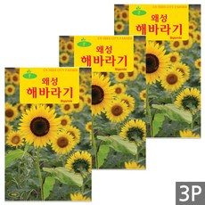 세인화분 키 작은 왜성 해바라기 50립 - 꽃씨 꽃씨앗 씨 씨앗, 3개 3개
