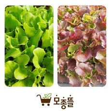 상추모종 44개 (꽃상추22개+청상추22개) 반반세트 [구 모종파머스]