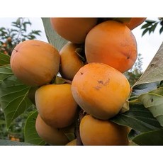 서울농원/둥시 감나무 묘목 접목2년생 특묘, 중묘, 1개