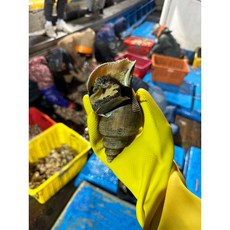 자연산 생물 골뱅이 백골뱅이 백고동 1kg, 1개, 백골뱅이 1kg 대 (10~20미)