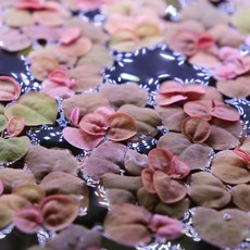 미미네아쿠아 플루이탄스 3촉 (부상수초 수생식물), 1세트