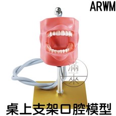 ARWM 桌面支架口腔模型 牙齒教學模型, 1個, 桌上支架口腔模型ARWM