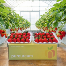 설향 딸기 특품 달콤 고당도 당일선별 국내산 신선 딸기, 1박스, 500g