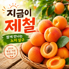 [고라이프굿] 중대과_1년 중 딱 지금만! 햇살 품고 자란 초여름 제철 노지 살구 1kg 2kg, 1박스, 500g (10과 내외)