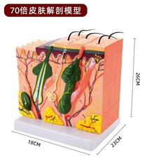 인체 피부 모형 피부과 해부학 단면 실습 확대 모낭 구조, 1개