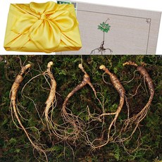 아리아리산삼 6년근 8년근 10년근 산삼 산양삼 장뇌삼 산양산삼 장뇌 자연산 주 설 추석 선물세트, 1개, 선택9. 10년근 5뿌리