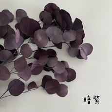 花藝夢 大圓尤加利葉 小份販售 永生乾燥花材 圓葉尤加利不凋花藝素材, 暗紫