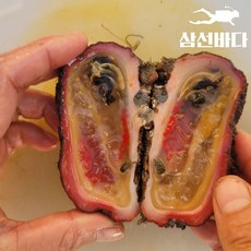 돌멍게 1kg 자연산 해녀물질 직접채취 안주물회 멍게술잔 자연산멍게, 1개