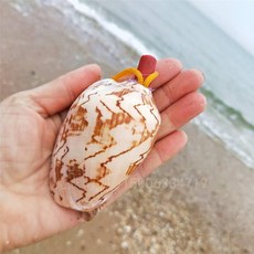 나각 뿔피리 소라 뿔나팔 관악기 호루라기 뿔소라 소리, 1개, 12-13cm 풍경 조개, 기본 모델명/품번