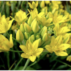 25년 햇 알리움 구근 몰리지니 5구 노지월동 1셋트, 5개