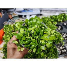 콩짜개란.밥많은콩짜개.석부작에어울리는식물, 1개