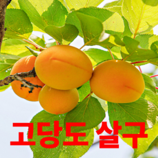 매일 새벽경매 고당도 새콤달콤 살구, 1박스, 1kg
