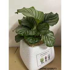 霏霏園藝 青蘋果竹芋 6吋盆 3年苗, 1個