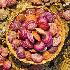 통영직송 달큰한 활 홍가리비 1kg 중량별, 03.통영직송 달큰한 활 홍가리비 3kg