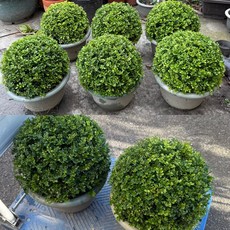 圓細葉七里香30公分波波球盆栽，景觀植物/園藝造景/觀葉植物/開花植物，多件優惠現貨