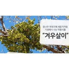 천연원료 산해랑 겨우살이 곡기생 국내산 300g