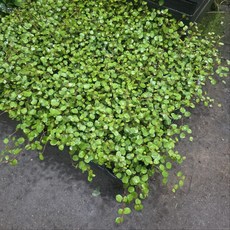 트리안 수경식물 반려식물 플랜테리어 건돌이, 2개, 기본