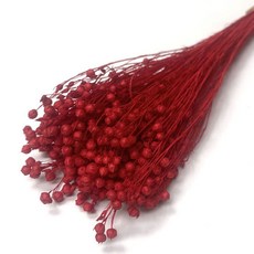 零手作 相思豆 永生花 金色/銀色花材 一束約40-50g, 【大紅】一束約40-50g
