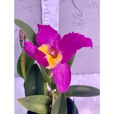 [루반정원] 핑크레이디, 1개