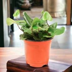 미미네아쿠아 고사리 키우기 - 하트펀 고사리, 1개