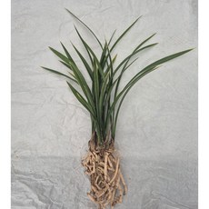 황용관 8촉 복륜이 선명한 동양난 취미난 고급난 동양란전문 그린난농원, 1개