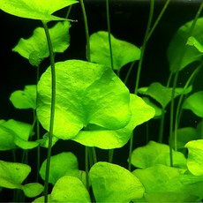 [미초] 타이완 가가부타 수초 1줄기 & 1뿌리 / 유경 수초 / 레이아웃 / 어항 수초, 1뿌리 (뿌리 O), 1개