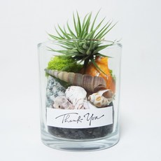 바다 조개 소라 이오난사 스칸디아모스 오브제 키트 식물 답례품 집들이선물 틸란드시아 키우기, 1개