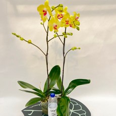 서양난 선셋 B급상품 1+1 소량행사 호접란 축하난 스마일화훼유통, 1세트