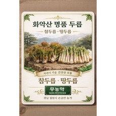 친환경 산지직송 해발 600M 두지숲 산두릅 반반두릅, 1kg, 1박스